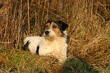 JACK RUSSEL 378